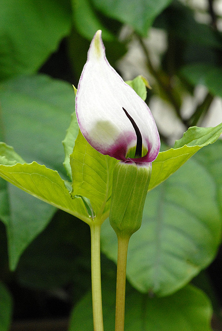Arisaema murrayi