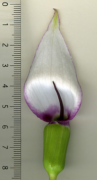 Arisaema murrayi