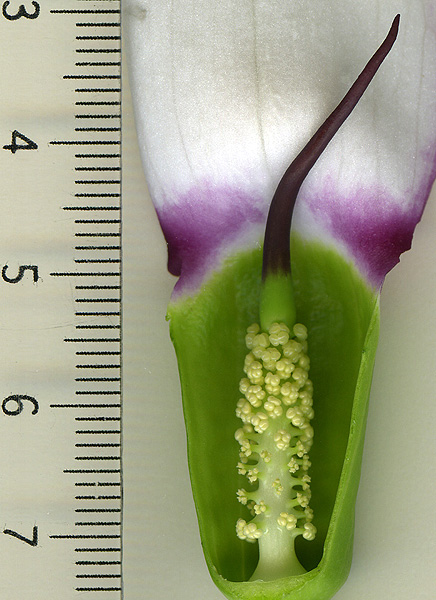 Arisaema murrayi