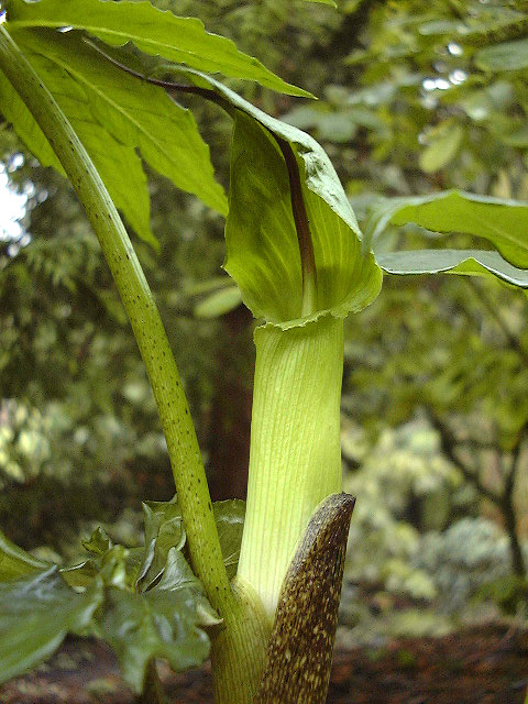 Arisaema negishii
