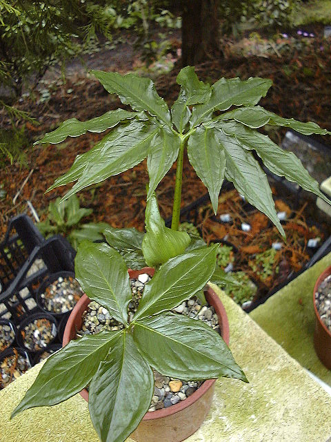 Arisaema negishii