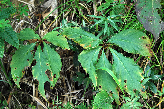 Arisaema nepenthoides