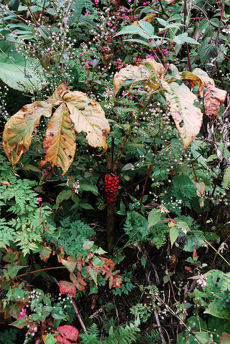 Arisaema nepenthoides