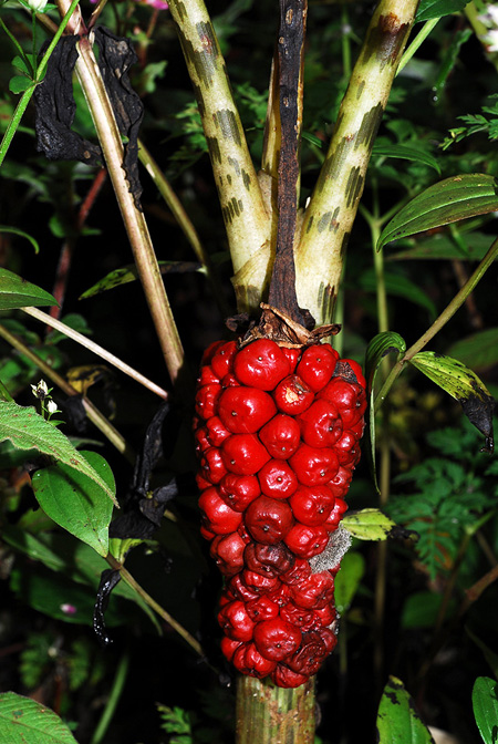 Arisaema nepenthoides
