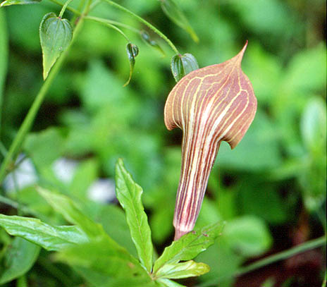 Arisaema nepenthoides