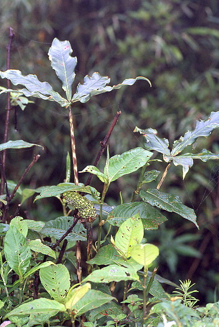 Arisaema nepenthoides