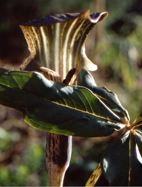 Arisaema nepenthoides