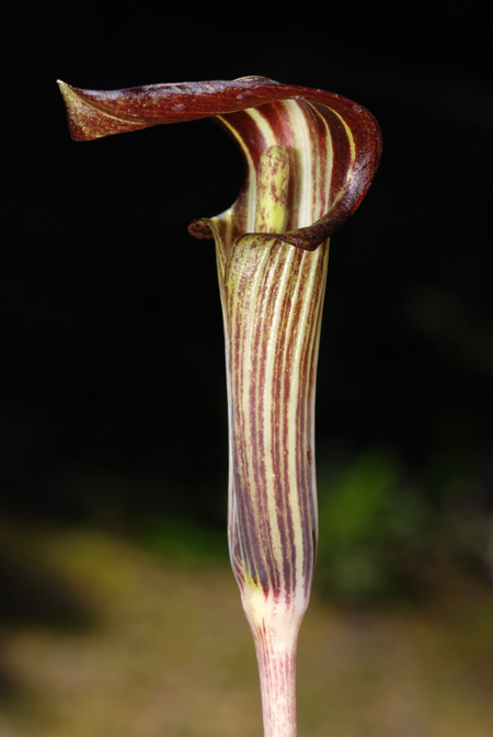 Arisaema nikoense