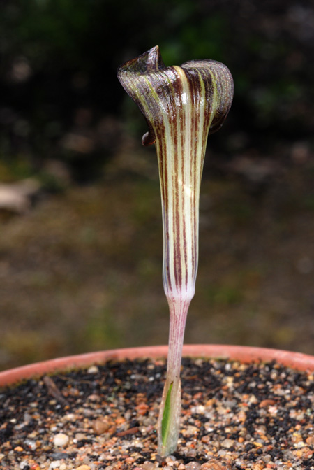 Arisaema nikoense