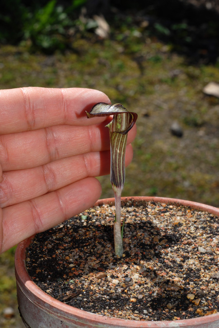 Arisaema nikoense