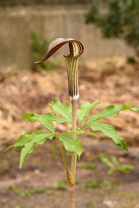 Arisaema nikoense