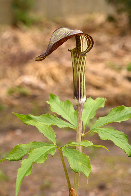 Arisaema nikoense