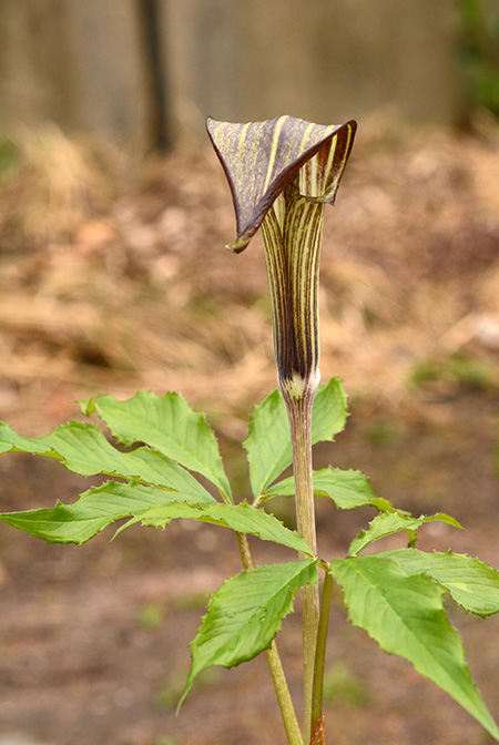 Arisaema nikoense