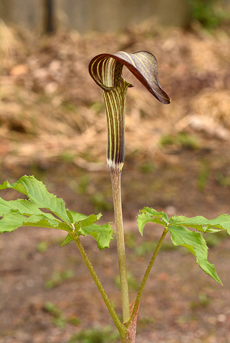 Arisaema nikoense