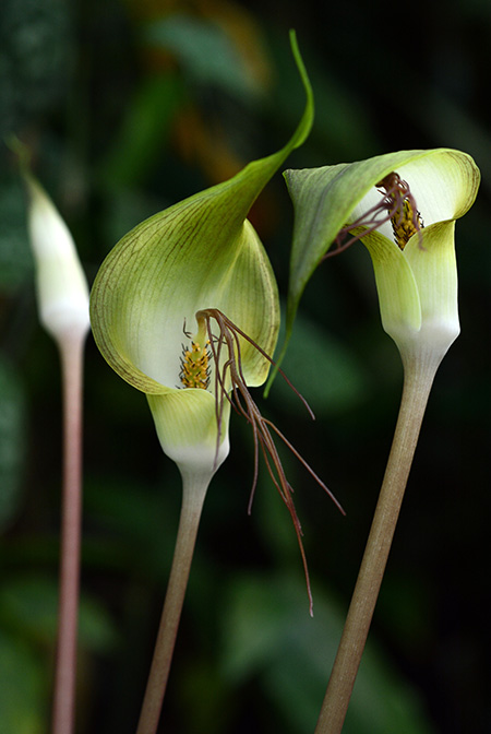 Arisaema nonghinense