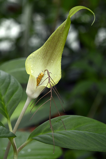 Arisaema nonghinense