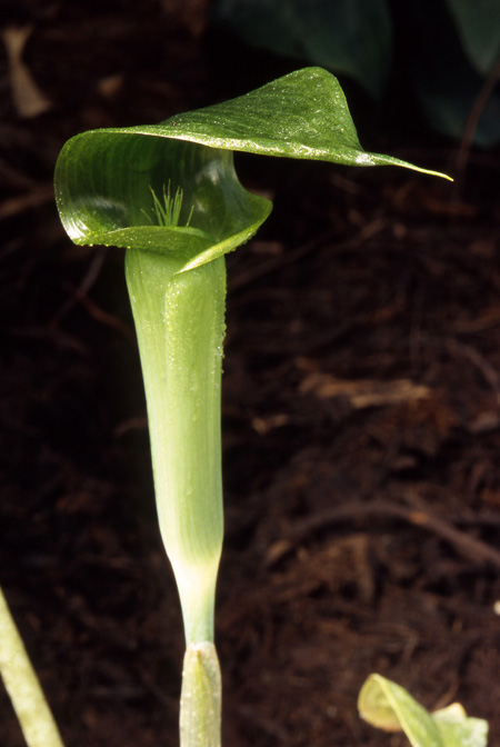 Arisaema omkoiense