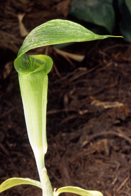Arisaema omkoiense