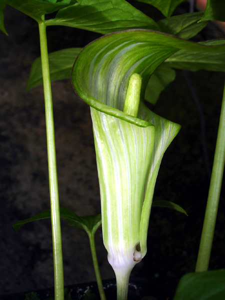 Arisaema ovale