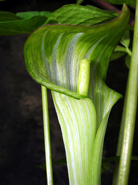 Arisaema ovale
