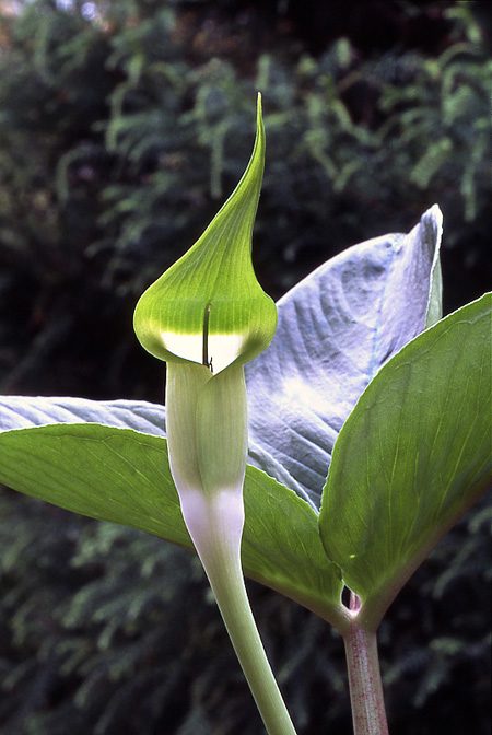 Arisaema pachystachyum