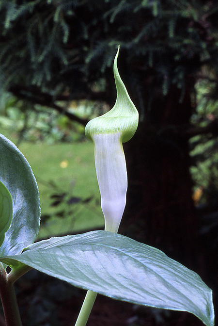 Arisaema pachystachyum