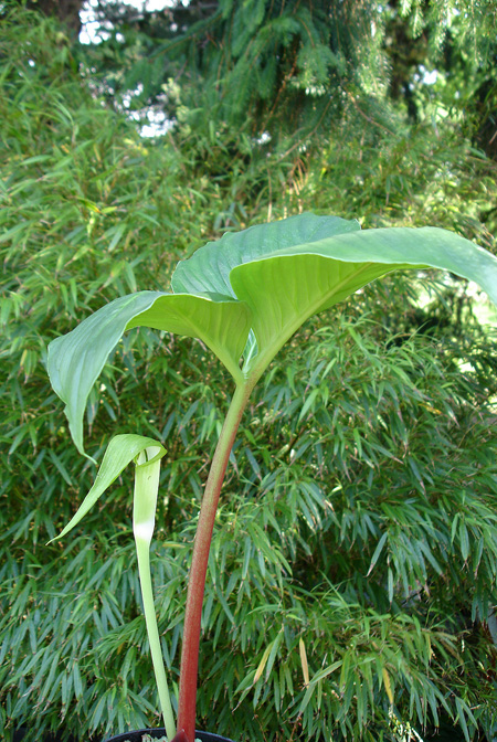 Arisaema pachystachyum