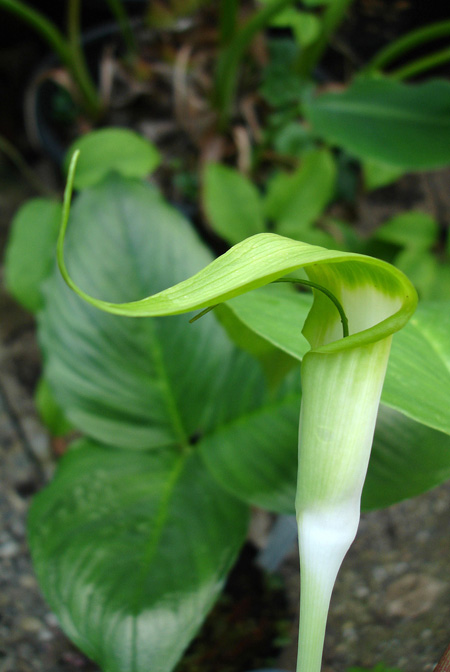 Arisaema pachystachyum