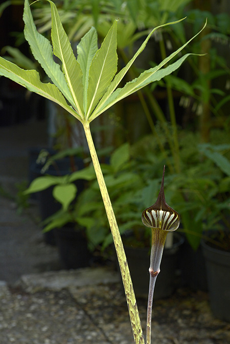 Arisaema peltatum
