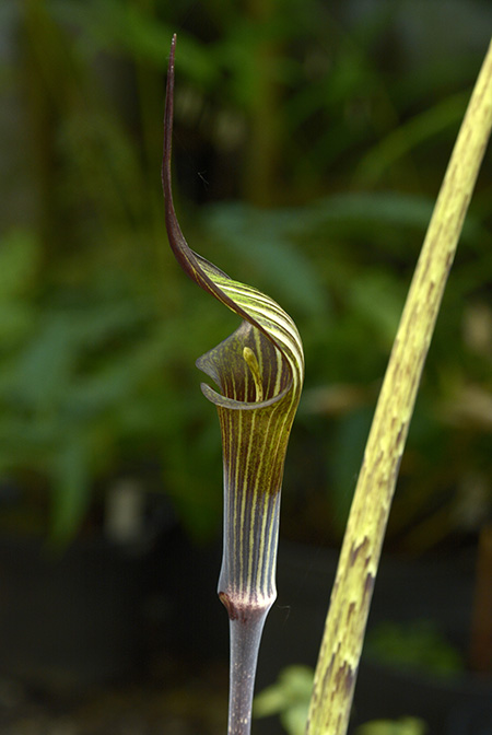 Arisaema peltatum