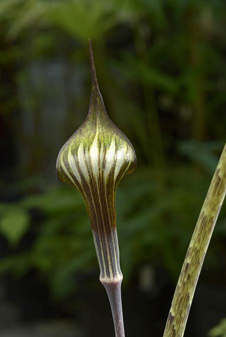 Arisaema peltatum