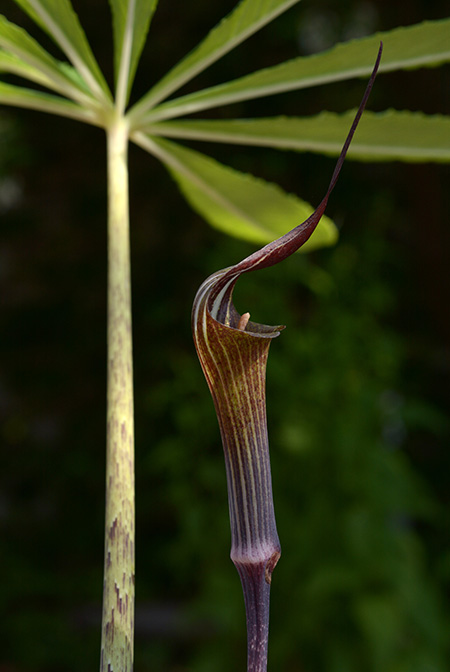 Arisaema peltatum