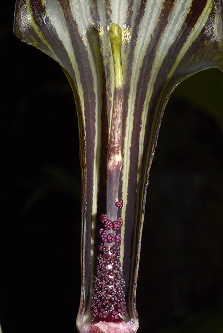 Arisaema peltatum