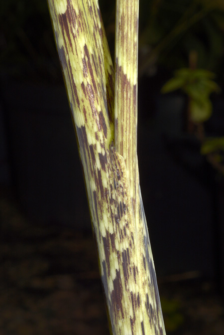 Arisaema peltatum