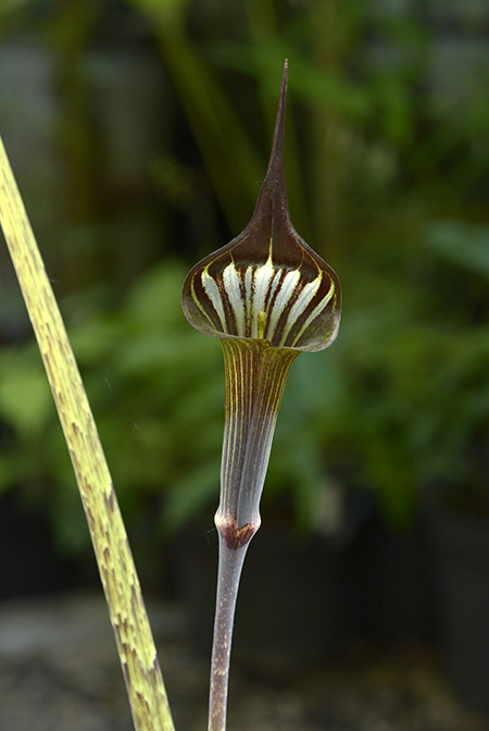 Arisaema peltatum