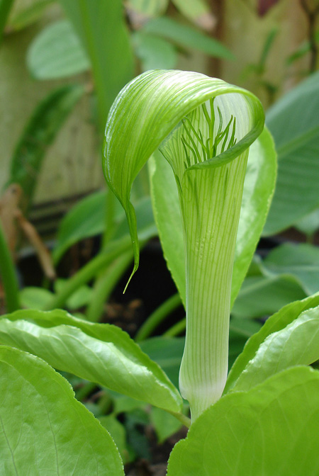 Arisaema petelotii