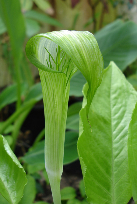 Arisaema petelotii