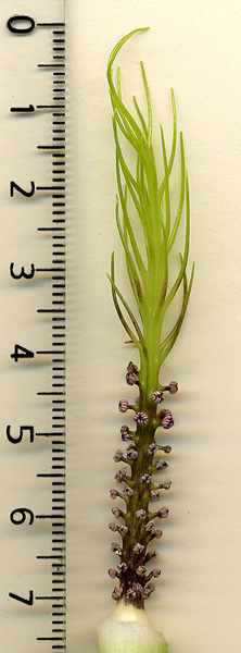 Arisaema petelotii