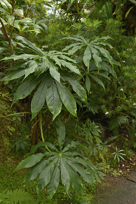Arisaema polyphyllum