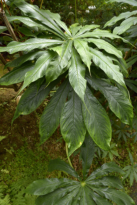 Arisaema polyphyllum