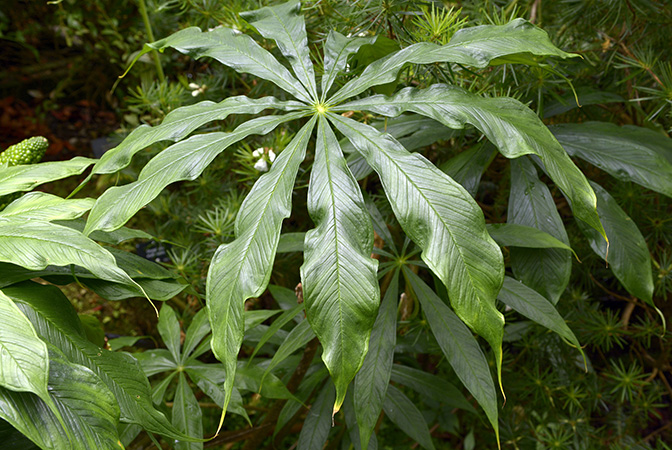 Arisaema polyphyllum