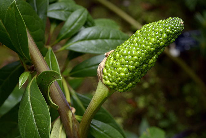 Arisaema polyphyllum
