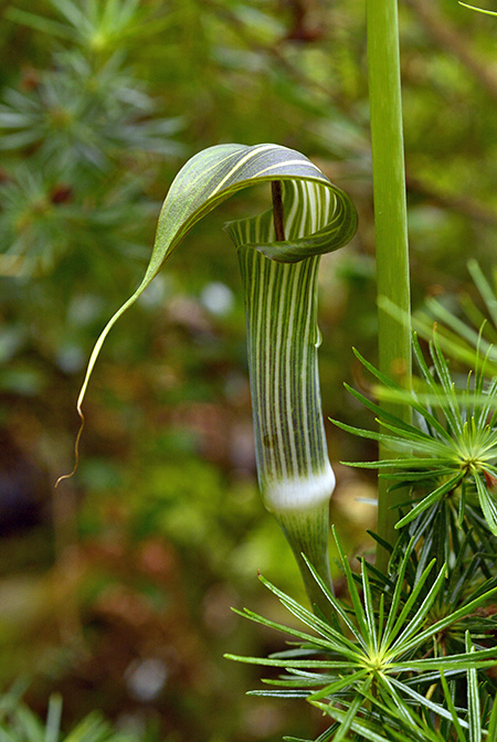 Arisaema polyphyllum