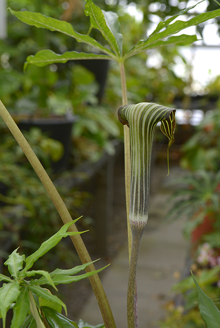 Arisaema polyphyllum