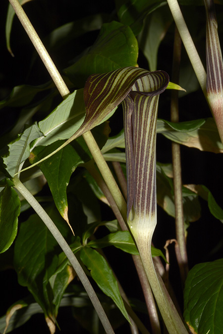 Arisaema polyphyllum