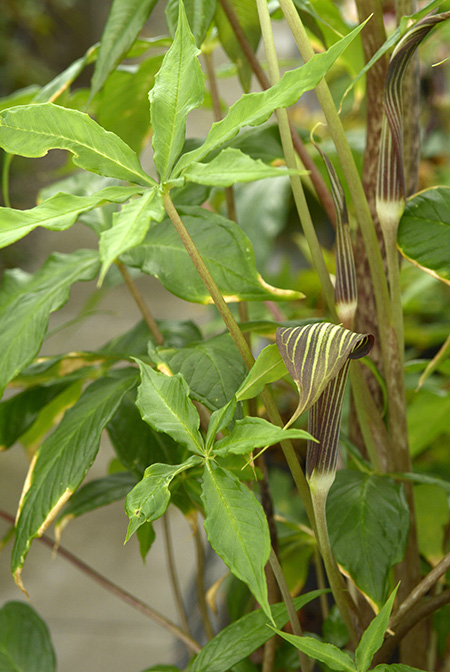 Arisaema polyphyllum
