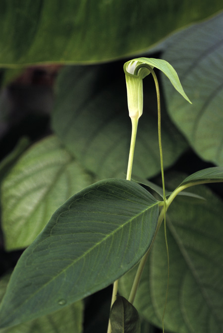 Arisaema prazeri