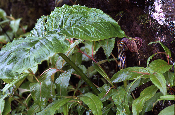 Arisaema propinquum