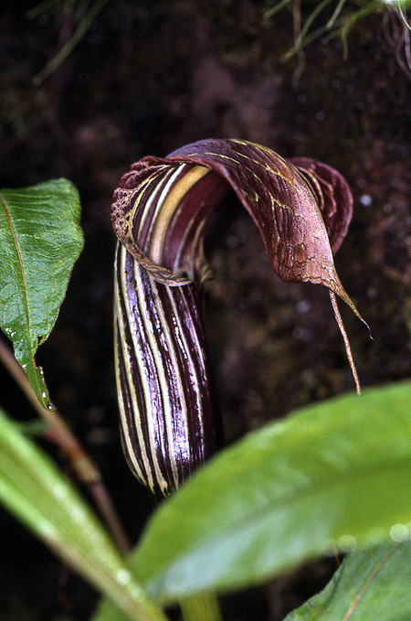 Arisaema propinquum