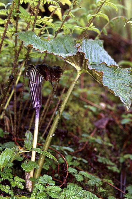 Arisaema propinquum